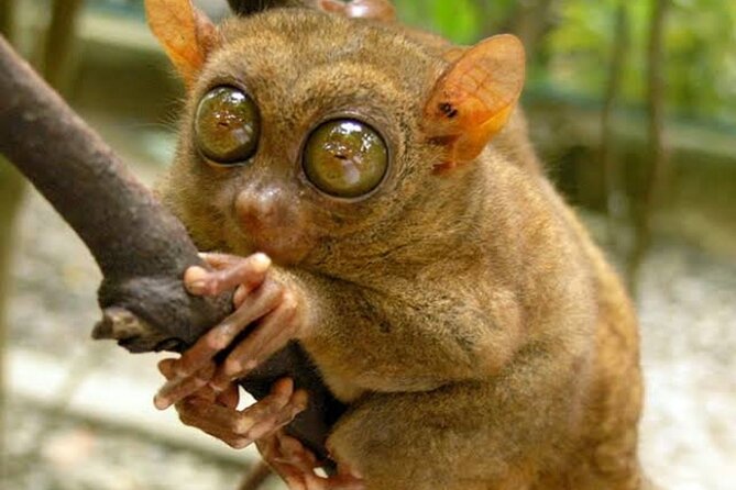 2025 Tarsier, Waterfalls & Chocolate Hills Tour - Corella’s quiet tarsier visit