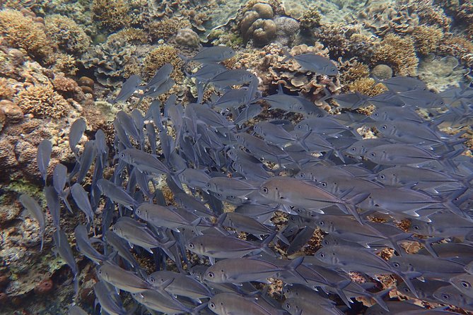 Anilao Snorkel Safari: Explore the Amazing Underwater World - The Road to Batangas and the 6:30 am Start