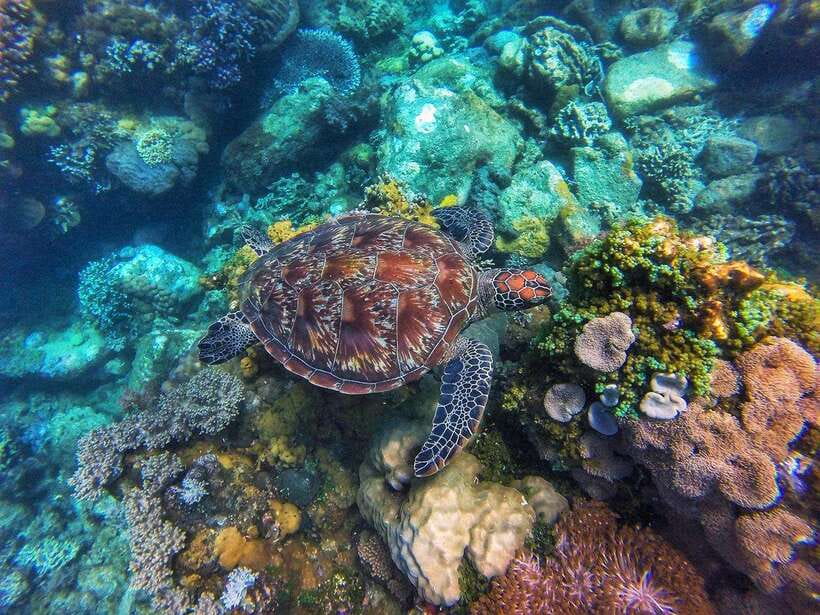 Apo Island Wonders: Snorkel with Sea Turtles in Dumaguete - From Dumaguete to the boat