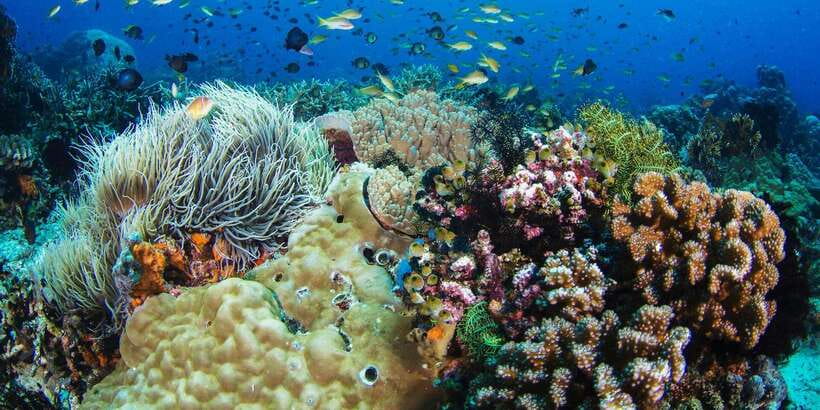 Apo Island Wonders: Snorkel with Sea Turtles in Dumaguete - What the $126 price really buys