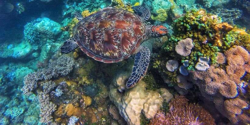 Apo Island Wonders: Snorkel with Sea Turtles in Dumaguete - Should you book it?
