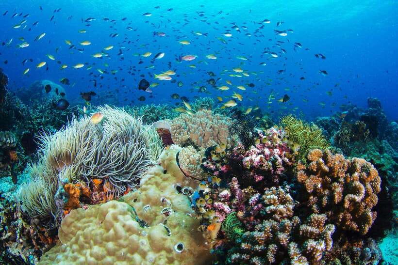 Apo Island Wonders: Snorkel with Sea Turtles in Dumaguete - Three hours in Apo Island’s protected waters
