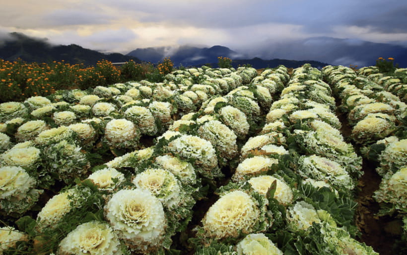 Baguio Atok Flower Blossoms (Private Tour) - Quick reasons to consider this Atok tour