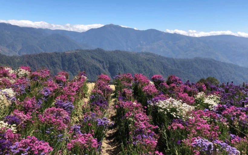 Baguio Atok Flower Blossoms (Private Tour) - Mt. Olis Summit and the high-road scenery