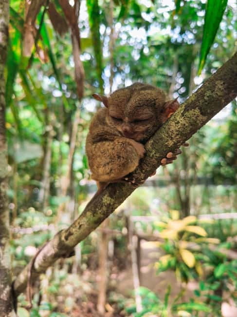 BEST OF BOHOL: Chocolate Hills & Tarsier w Lunch at Loboc - What the $135 price really covers