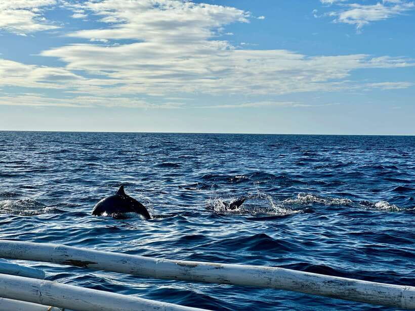 Bohol Balicasag Is Private Tour and Dolphin Watching - Turtle watching with realistic expectations