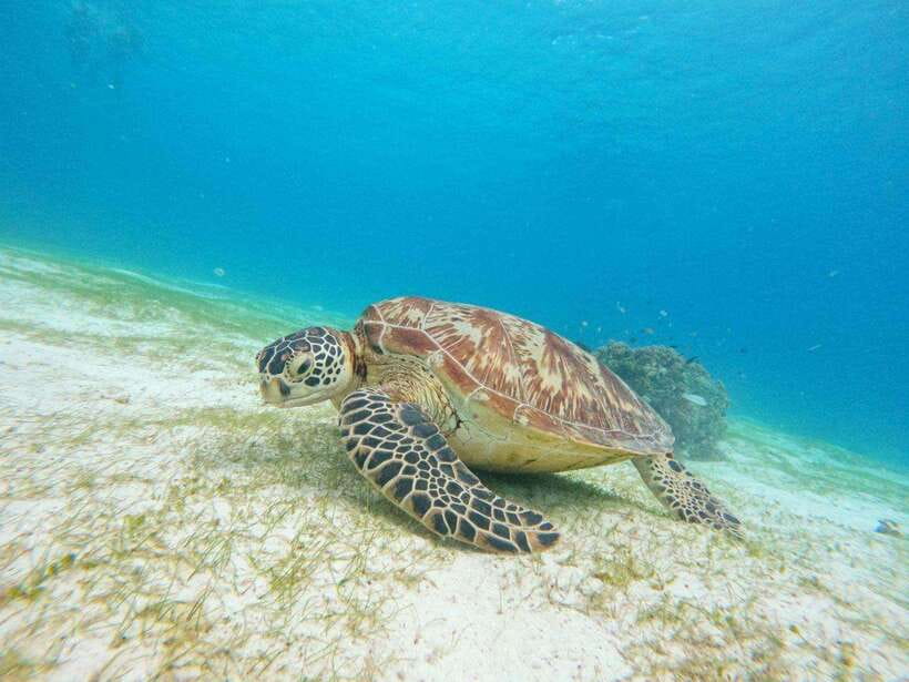 Bohol: Boat Tour to Sandbar and Snorkeling with Turtles - Looking for dolphins near Balicasag