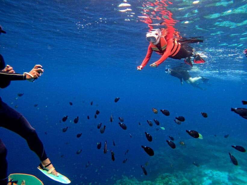 Bohol: Boat Tour to Sandbar and Snorkeling with Turtles - Snorkeling the coral reef at Balicasag