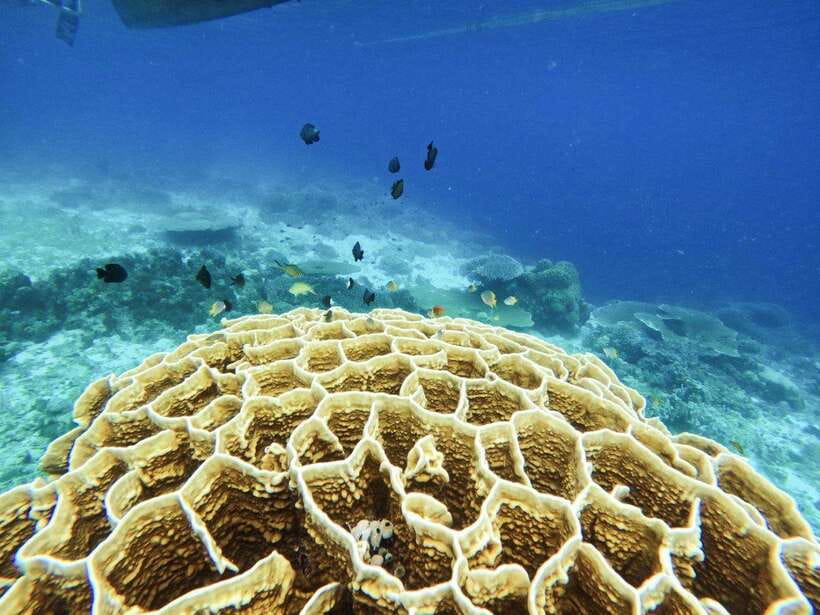 Bohol: Boat Tour to Sandbar and Snorkeling with Turtles - A surprisingly good boat lunch