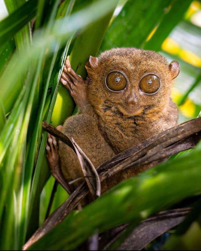 Bohol: Budget Chocolate Hills & Tarsiers -Backpacker Special - Meeting Bohol’s tarsiers