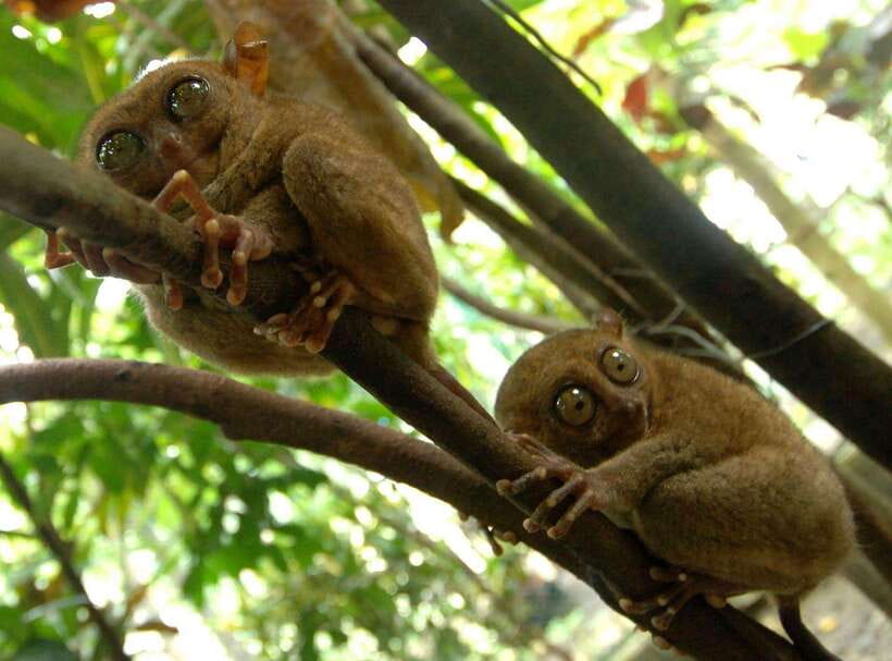 Bohol: Choco Tour + Loboc River Lunch Buffet + ATV Adventure - Sotera’s ATV ride across rural Bohol
