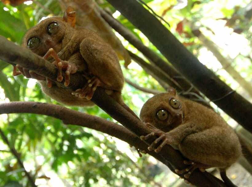 Bohol: Choco Tour + Loboc River Lunch Buffet + ATV Adventure - Tarsier Sanctuary and Bilar Man-Made Forest