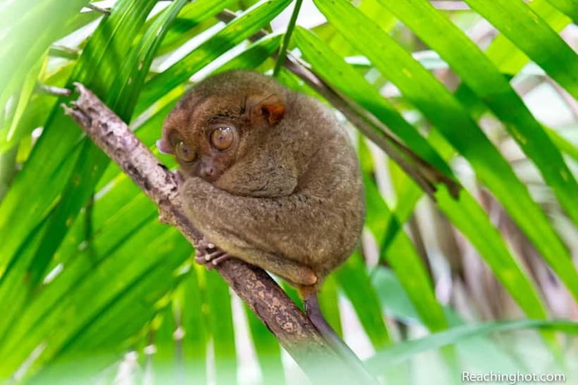 Bohol: Chocolate Hills, Tarsier, and Loboc River Tour - Seeing the Chocolate Hills from above