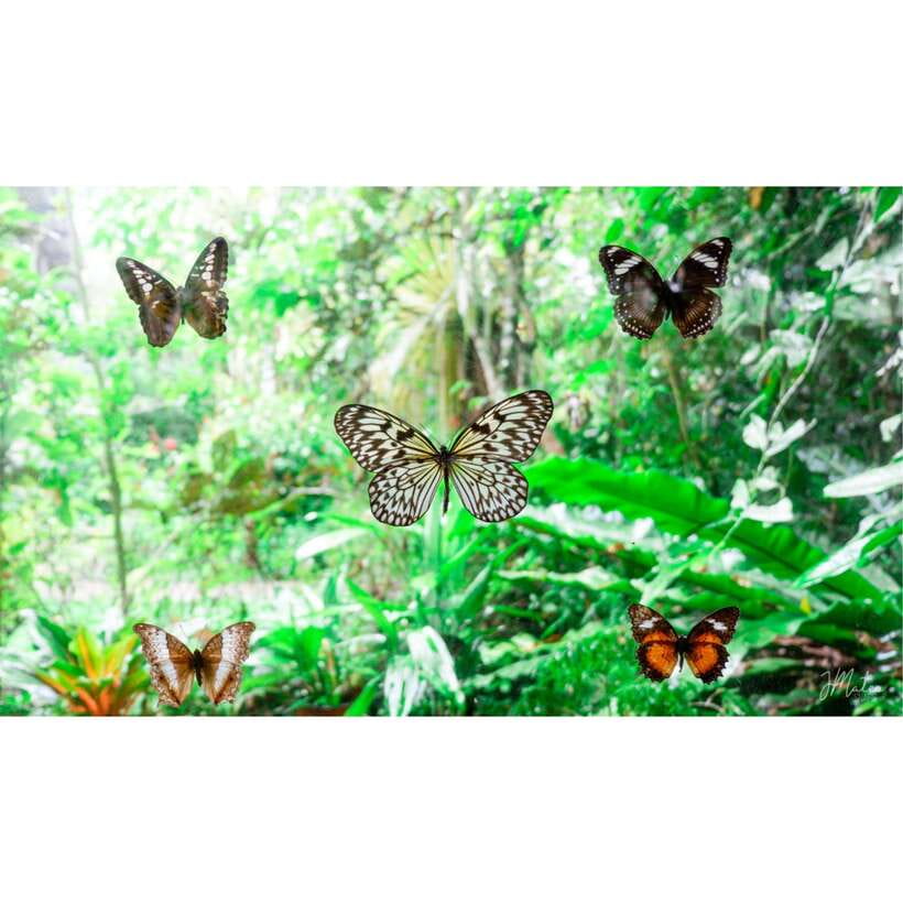 Bohol: Chocolate Hills Tour - The Man-Made Forest in Bilar