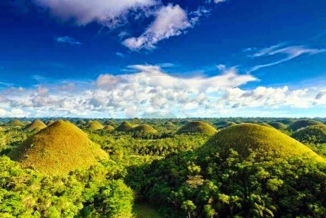 Bohol Countryside Day Tour From Cebu City | Lunch at Loboc River Cruise - Bilar’s mahogany forest is a quick roadside pause