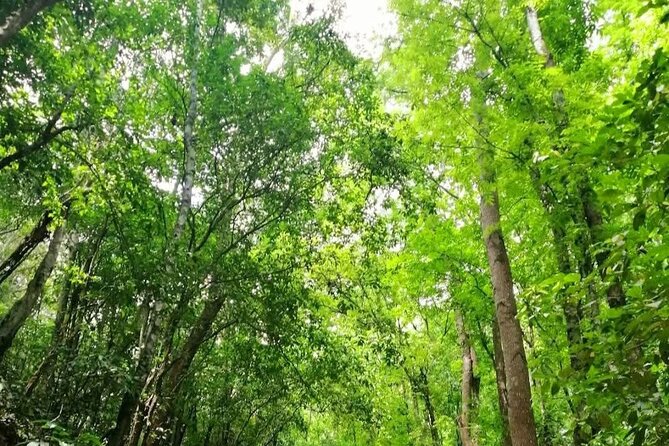 Bohol Countryside Tour to Chocolate Hills and Loboc River - Why this makes sense from Panglao Island