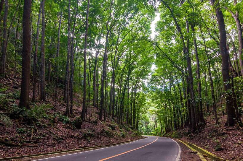 Bohol: Countryside Tour with Loboc (Buffet Lunch) - Key points at a glance