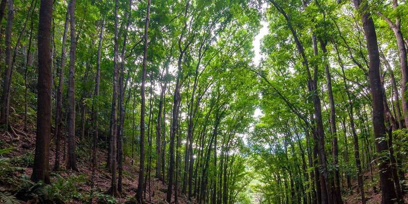 Bohol: Countryside Tour with Loboc (Buffet Lunch) - Chocolate Hills, Bohol’s big visual reward