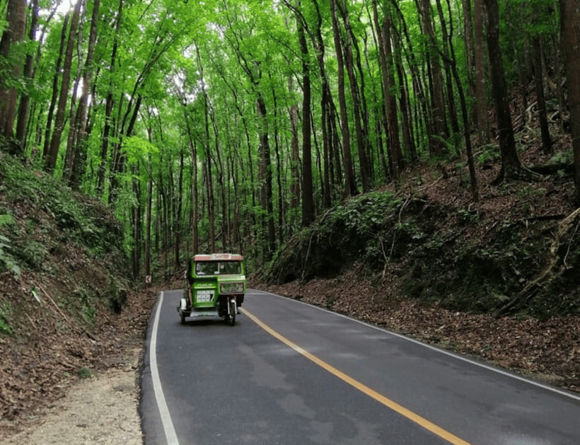Bohol: Countryside Tour with Tarsiers and Chocolate Hills - A short, cool stop at the Man-Made Forest