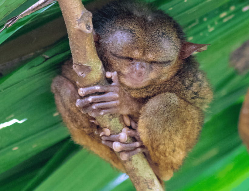 Bohol: Countryside Tour with Tarsiers and Chocolate Hills - Chocolate Hills delivers the big view