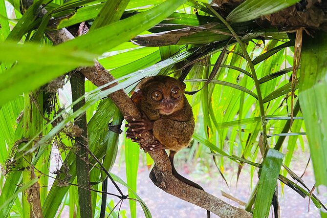 Bohol Day Tour with Round-Trip Transfers from Cebu - Meeting the Philippine Tarsier