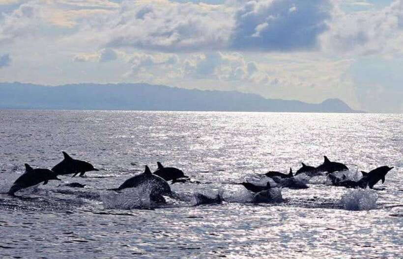Bohol: Dolphin Watching & Sea Turtle Swim Island Tour - Key points to know before booking