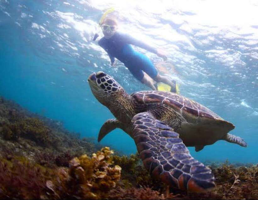 Bohol: Dolphin Watching & Sea Turtle Swim Island Tour - Sunrise dolphins off the Panglao coast