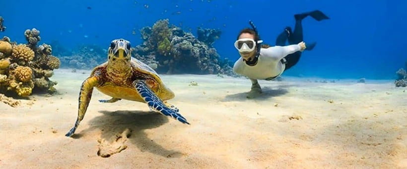 Bohol: Dolphin Watching & Sea Turtle Swim Island Tour - Timing, conditions, and wildlife luck