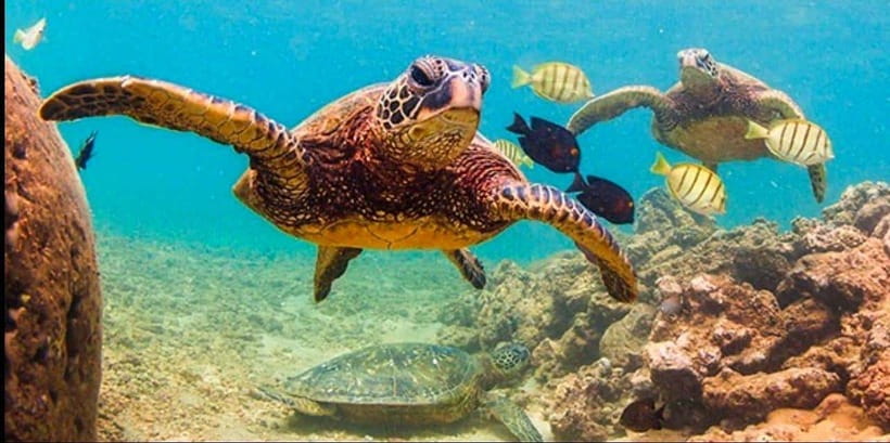 Bohol: Dolphin Watching & Sea Turtle Swim Island Tour - The crowded side of Balicasag