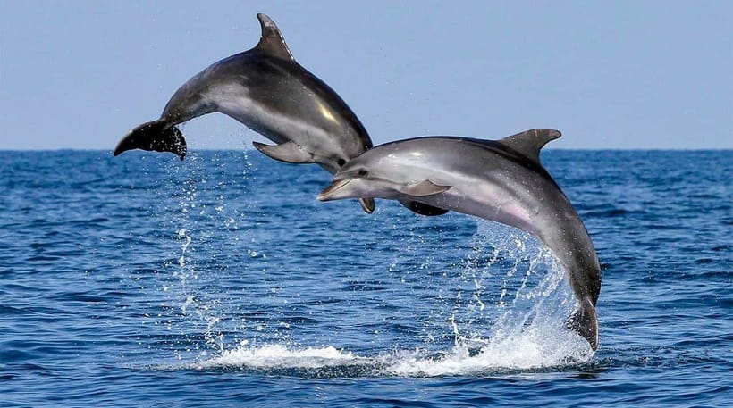 Bohol: Dolphin Watching & Sea Turtle Swim Island Tour - Should you book the Bohol dolphin and turtle tour?