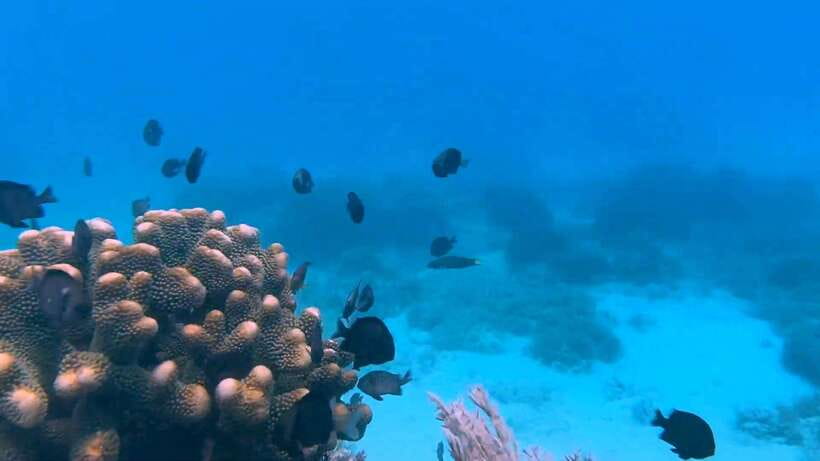Bohol: Dolphin Watching & Snorkeling at Balicasag Island - Key points before you book