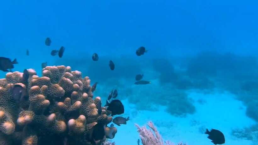 Bohol: Dolphin Watching & Snorkeling at Balicasag Island - What the six-hour schedule feels like