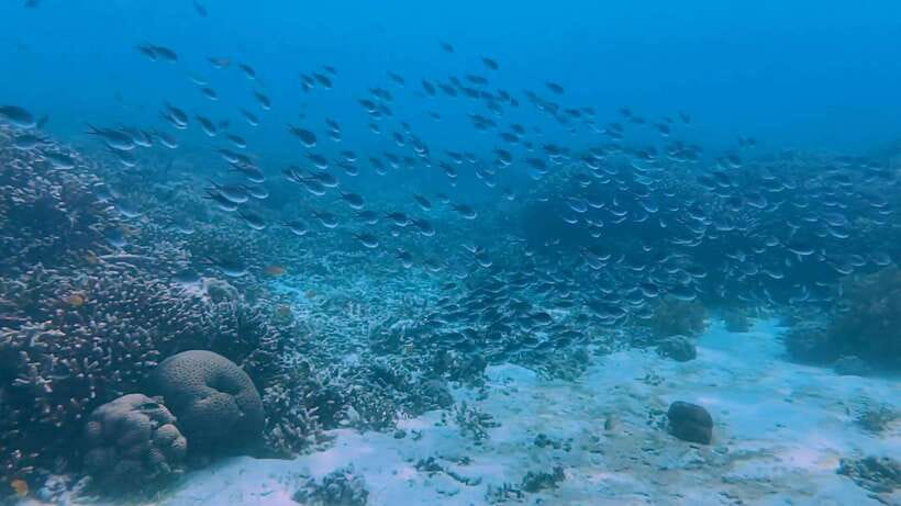 Bohol: Dolphin Watching & Snorkeling at Balicasag Island - Crowds, conservation, and responsible snorkeling