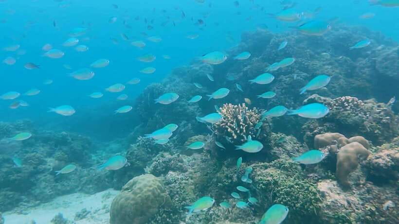 Bohol: Dolphin Watching & Snorkeling at Balicasag Island - Who will enjoy this trip most?