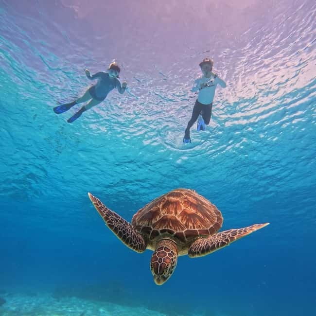 BOHOL: Dolphin Watching, Turtle Swim and Party Boat - Why this Bohol boat trip works so well