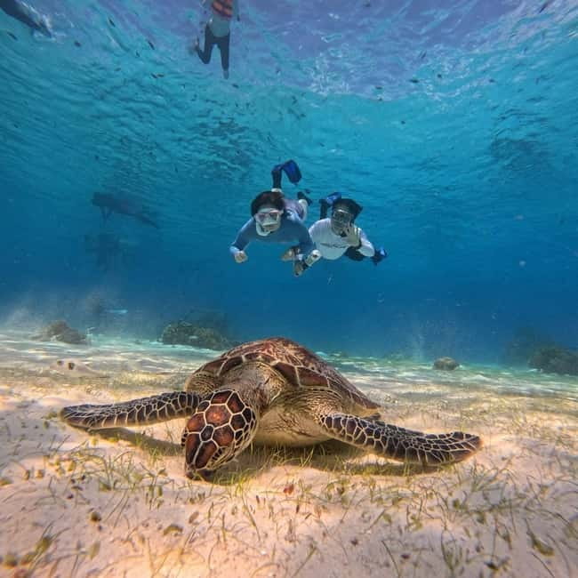 BOHOL: Dolphin Watching, Turtle Swim and Party Boat - The early search for dolphins near Pamilacan Island