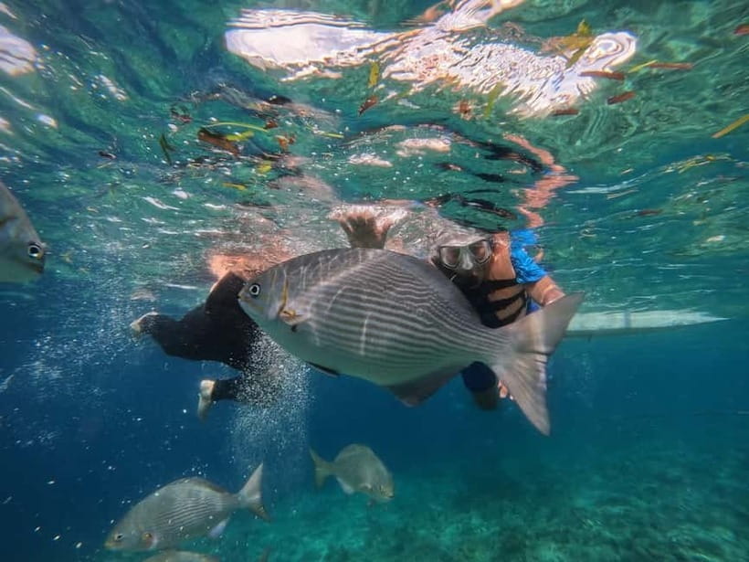 BOHOL: Dolphin Watching, Turtle Swim and Party Boat - Underwater photos without carrying your phone
