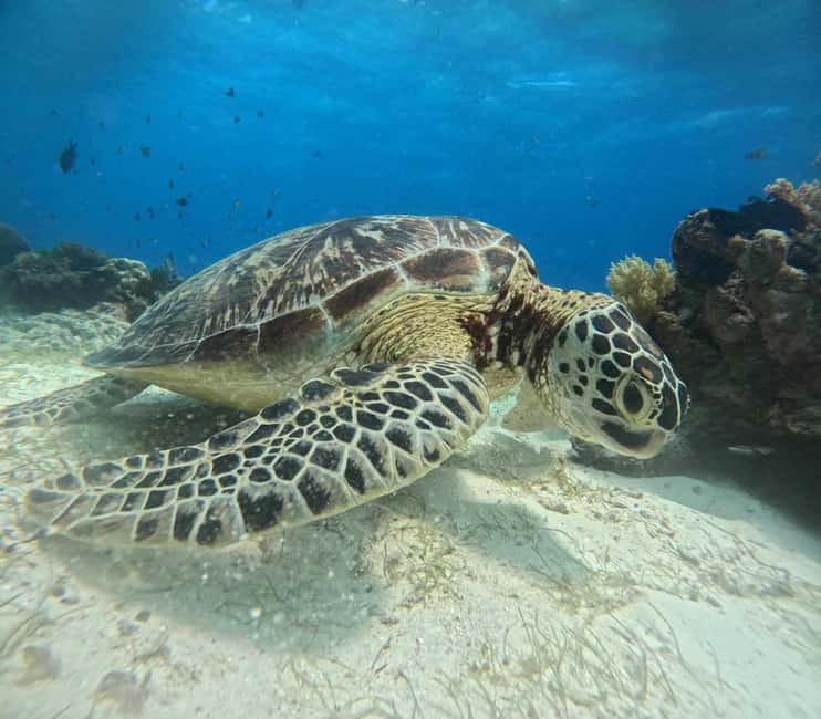 BOHOL: Dolphin Watching, Turtle Swim and Party Boat - Who should book this experience