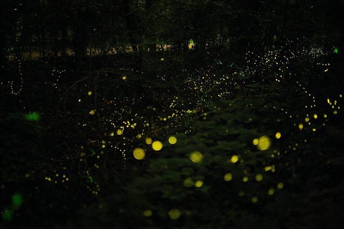 Bohol Firefly Watching (Private) - Private group value at $100