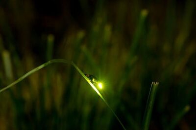 Bohol Firefly Watching (Private)