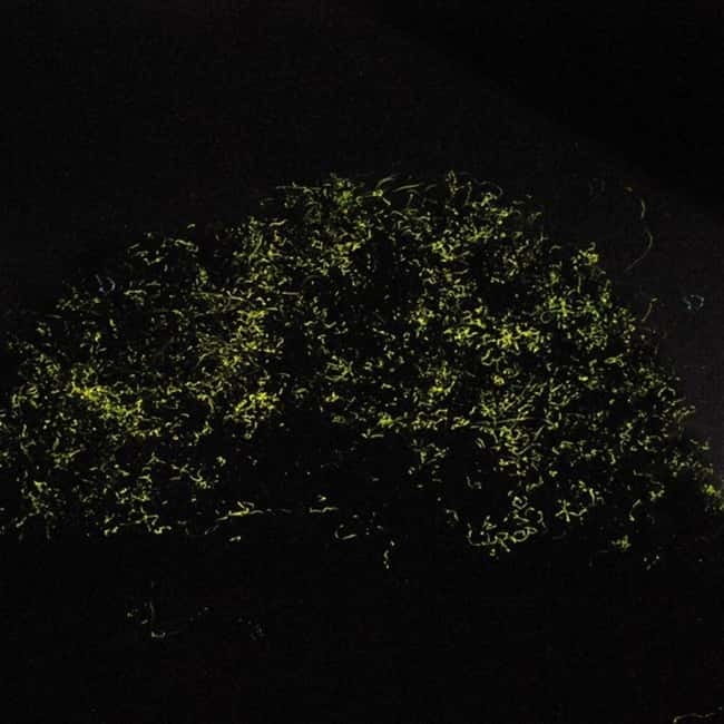 Bohol: Firefly Watching Shared Tour - Why this Bohol night tour is different