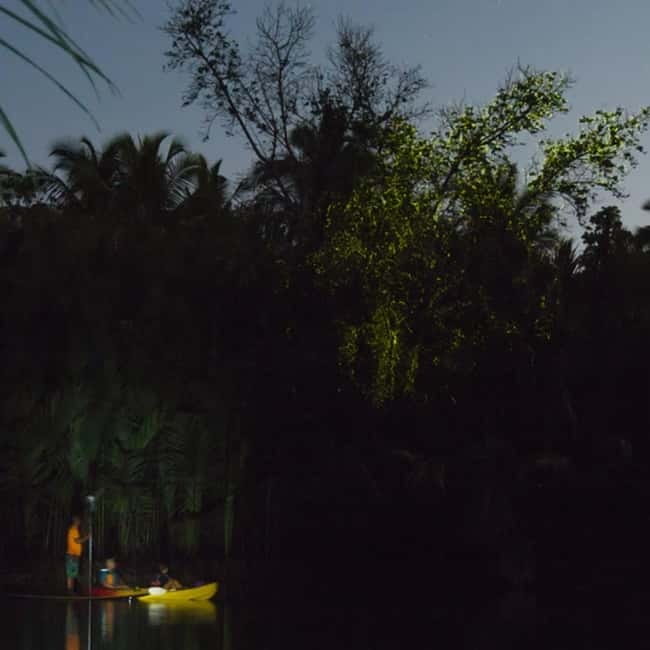 Bohol: Firefly Watching Shared Tour - Arriving in Loboc after sunset