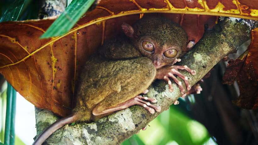 Bohol: Full Day Countryside Tour w Loboc River Lunch - Chocolate Hills, Bohol’s signature view