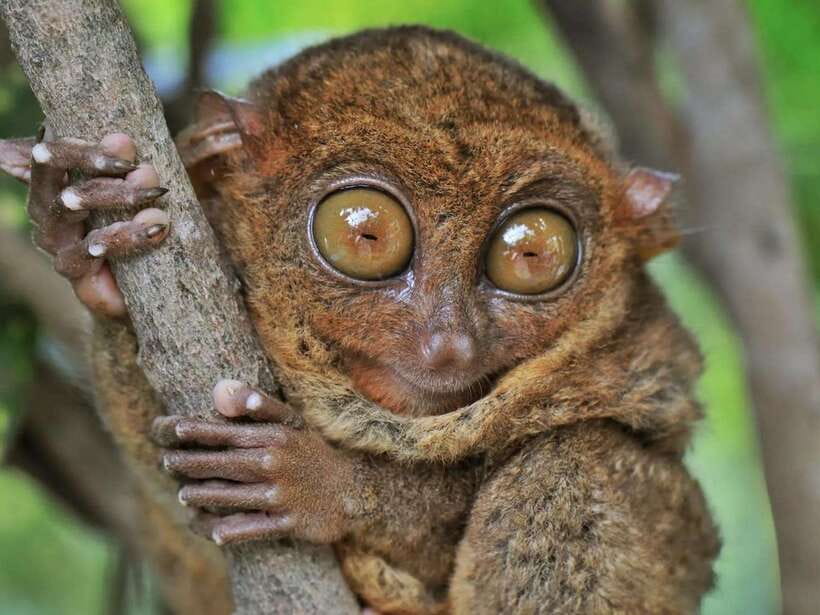 Bohol: Guided Chocolate Hills & Tarsiers Tour - Meeting Bohol’s small tarsiers