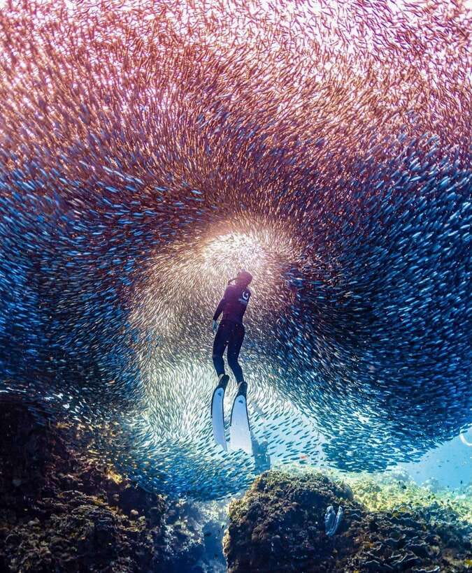 Bohol: Guided Sardine Reef Snorkeling Experience - Why Panglao’s Sardine Reef Is Worth Your Morning