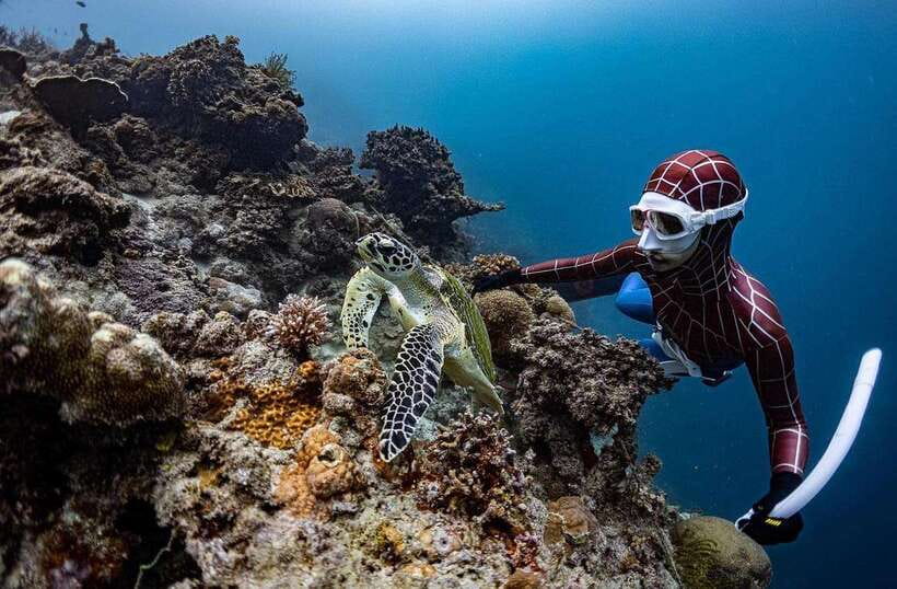 Bohol: Guided Sardine Reef Snorkeling Experience - When the Sardines Cooperate