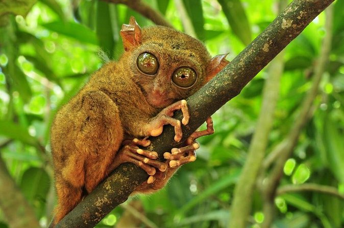 Bohol Highlights Tour: Chocolate Hills, Tarsier Spotting and Loboc River Cruise - Looking for tarsiers along the river