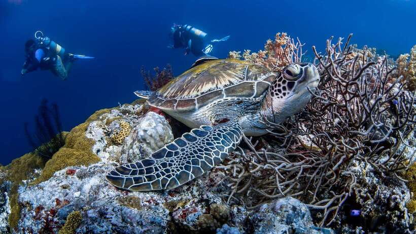 Bohol: Pamilacan Island Dolphin/Turtle Watching Tour & Lunch - Turtle snorkeling and the coral garden