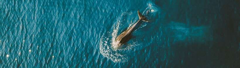Bohol: Pamilacan Island Dolphin/Turtle Watching Tour & Lunch - The early start at Abraham Bohol