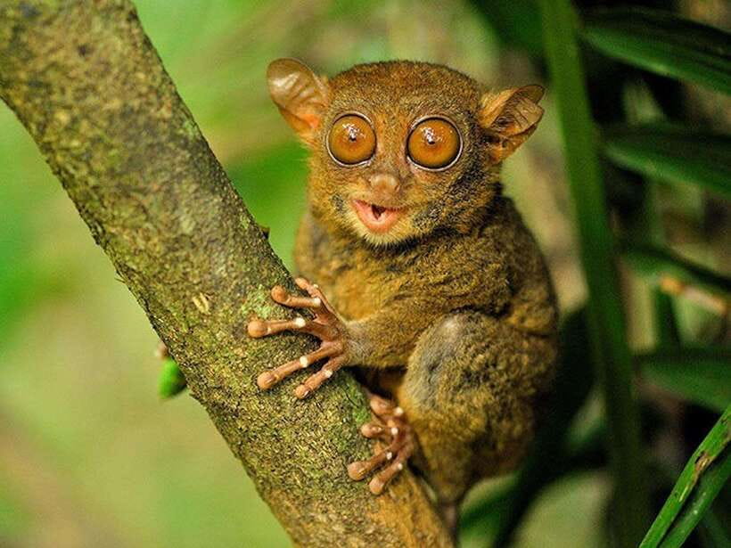 Bohol: Premium Chocolate Hills, Tarsiers & River Experience - Meeting the tiny tarsiers